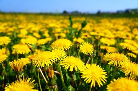 2012-5-20鵡川たんぽぽ 003.jpg